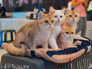 Продажа породистых котят на выставках