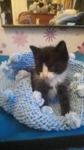 Котенок- Мишутка в хорошие руки (1 мес и 1 нед.)