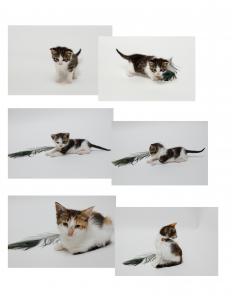 Котята в дар