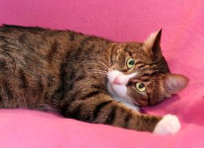 Молоденький котик Елисейка ищет дом!!