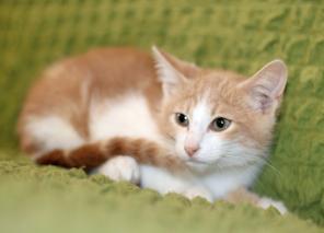 Маленький котенок Портос, рыжий позитив в дар.