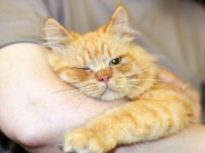 Котята Марципаны в дар добрым людям!