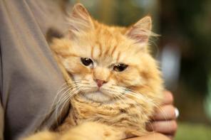 Котята Марципаны в дар добрым людям!