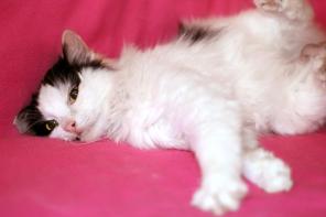 Котенок пушистая Умница ищет дом.