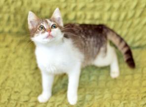Котенок Муза ищет дом