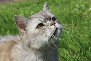 Ласковый котик Грей ищет дом!