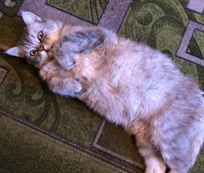 Ласковый котик Грей ищет дом!