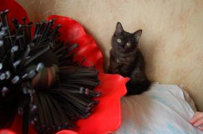 Отдается замечательная девочка,котенок.