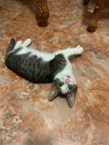 Котенок Смоу в добрые руки