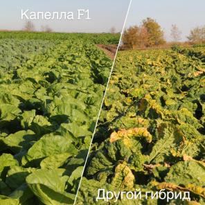 Семена пекинской капусты Капелла F1