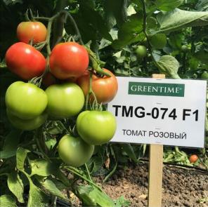 Семена томата TMG-074 F1