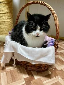 Нежный и добрый домосед Вася, ищет семью.