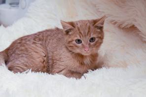 Отдам рыжего котенка