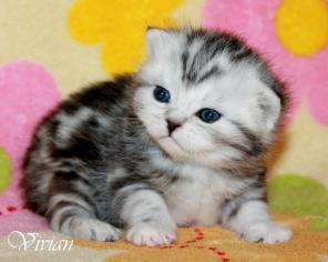 Британские котята вискас из питомника.