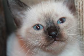 Продаются котята породы Тайская кошка