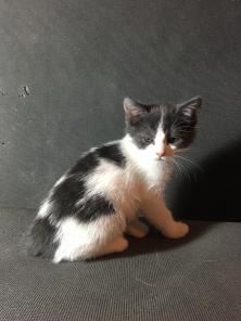 Котенок Мушка в поисках дома.