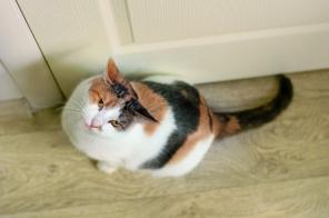 Кошечка Милана чувствительная скромница в дар.