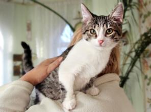 Котенок Том Сойер игривый и весёлый мальчик в дар