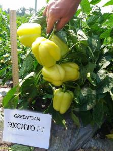 Семена перца Эксито F1