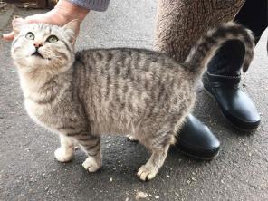 Серый котик ищет дом