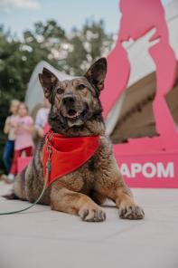 собака даром