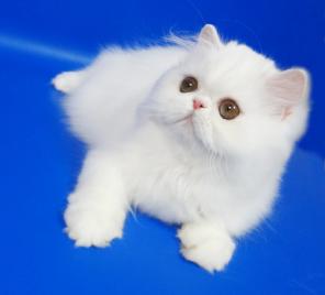 Персидский котенок белого окраса Фарис