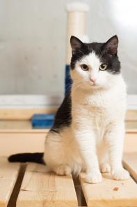 Ласковый котик Анатоль ищет дом!