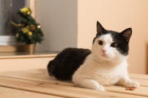 Ласковый котик Анатоль ищет дом!