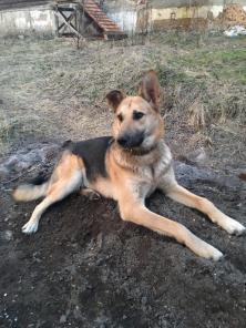 Пёс Самур