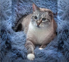 Добрейший ласковый тайский кот Умка