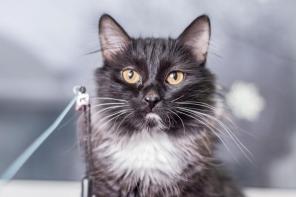 Котик Каспер ищет дом!