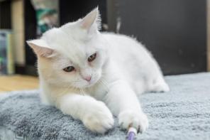 Белоснежный котик Зайка ищет дом!