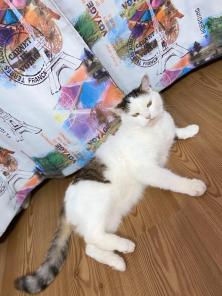 Кошечка Муся 2 года в хорошие руки