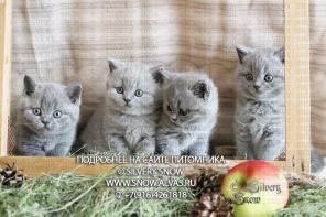 Британские котята из питомника британских кошек