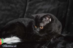 Котик черный шотландский в добрые руки.