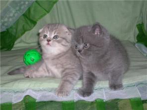 Шотландские вислоухие котята из п-ка «Kot&cats»