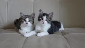 Котята в дар!