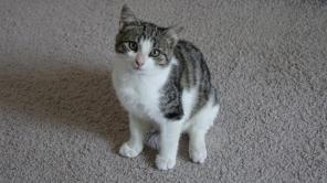 Котята в дар!
