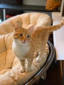 Солнечный котик Фокс ищет дом!