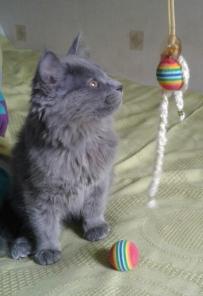 Отдадим за символическое вознаграждение чудесного котенка- кошечку.