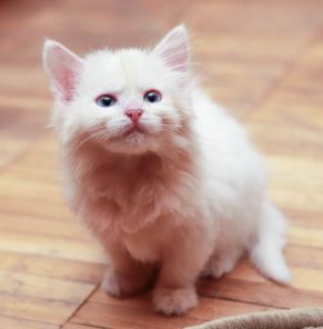 Шикарные котята в дар!