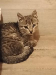 Котенок мальчик - Проша 2,5 мес в хорошие руки