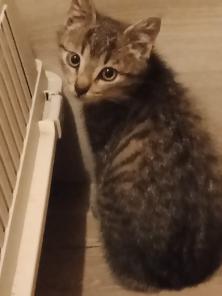 Котенок мальчик - Проша 2,5 мес в хорошие руки