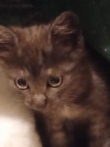 Котенок девочка Чуня около 2,5 мес. в хорошие руки