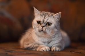 Кошка Микаэла в добрые руки