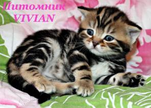 Британские котята вискас из питомника.