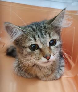 Ищем семью для котенка