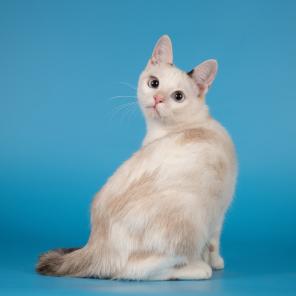 Нежная юная кошечка Луна.