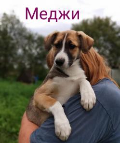 Мы пока ещё грустим,мы домой скорей хотим!Приходи хозяин мой!