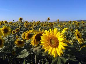 Изменение разрешенного вида использования земельных участков
